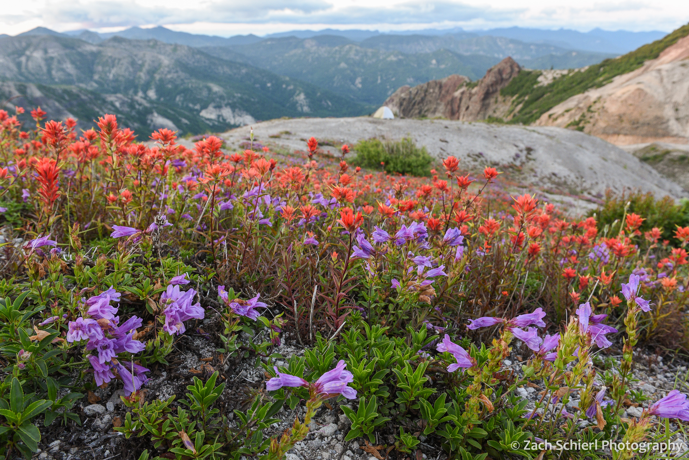 A field of red and purple flowers with a tent and mountain views in the background