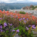 A field of red and purple flowers with a tent and mountain views in the background