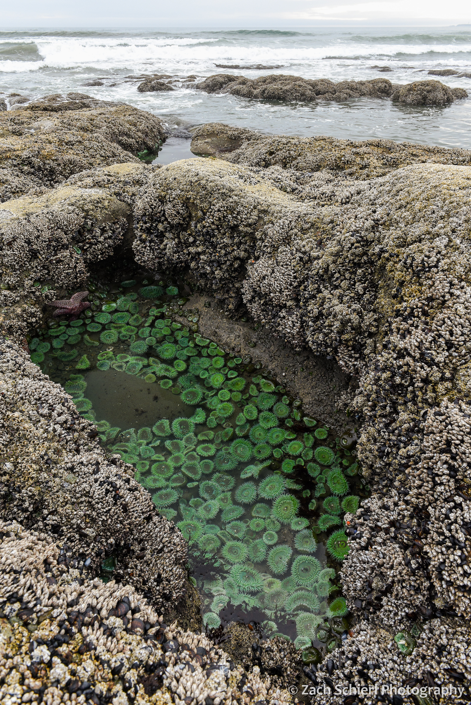 A hole in a rock along the coastline is filled with large green anemones, while waves crash in the background.