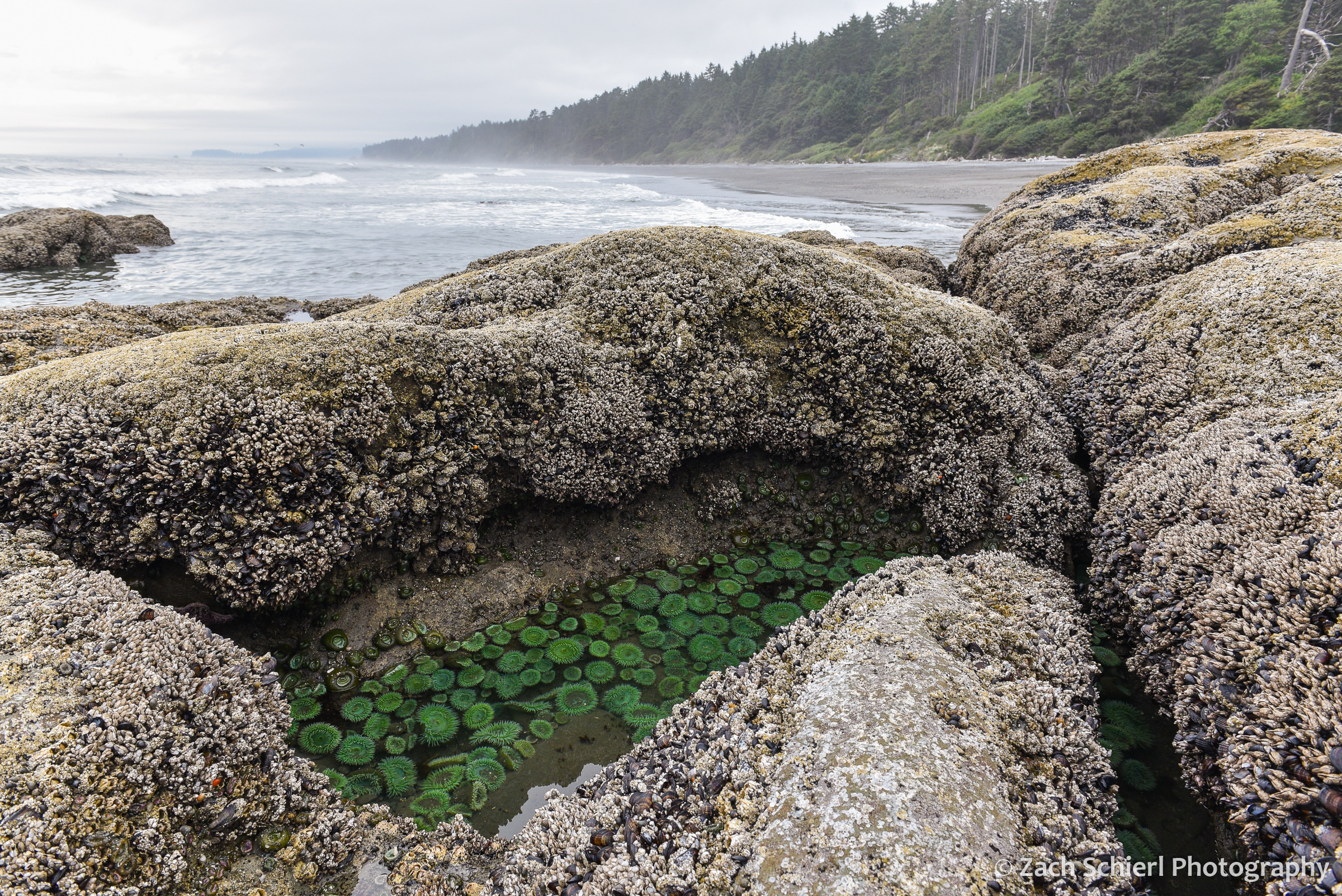 A hole in a rock along the coastline is filled with large green anemones, while waves crash in the background.