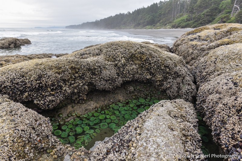A hole in a rock along the coastline is filled with large green anemones, while waves crash in the background.