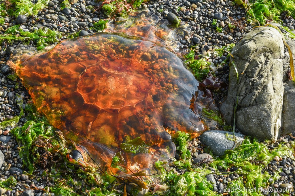 The gelatinous remains of a red and orange jellyfish sit on the beach next to rocks and seaweed