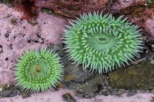 Two large bright green anemones on a rock