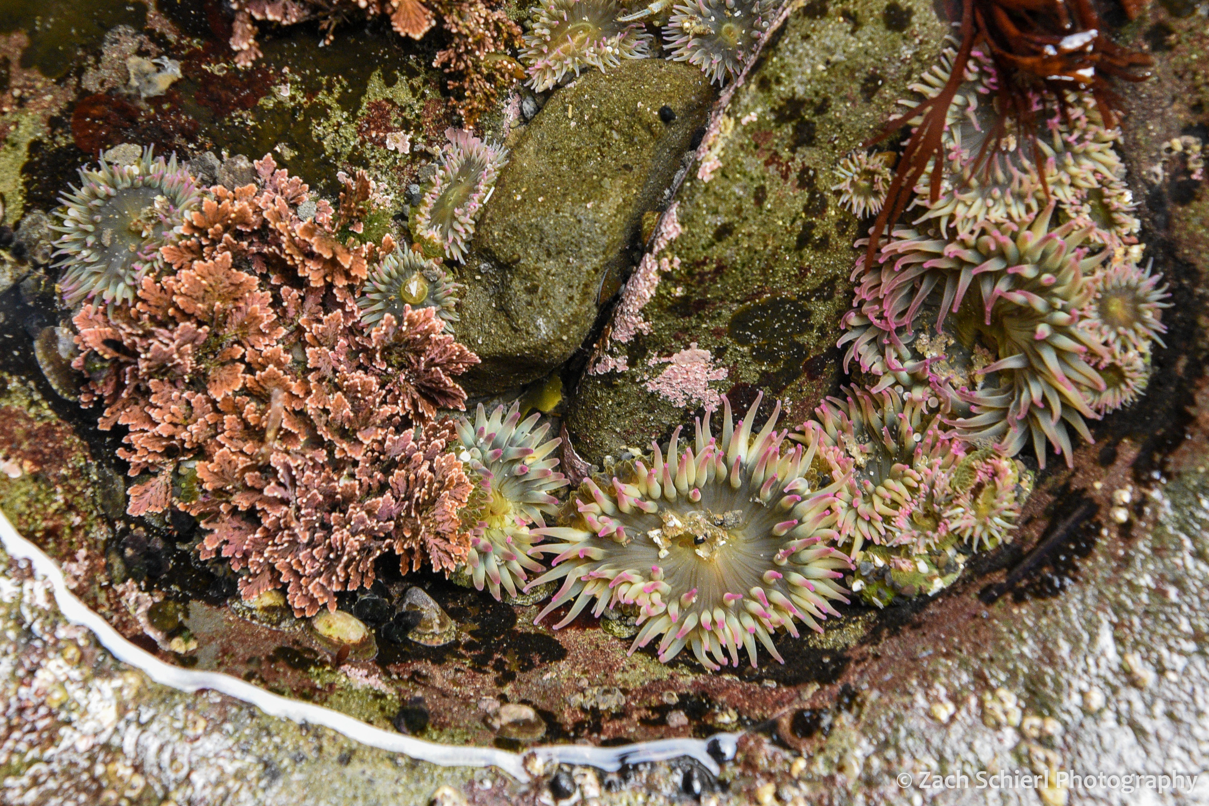 A ariety of marine life in a small rocky pool of water.