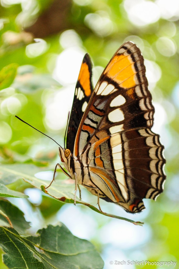 An ornate brown, white, and orange butterfly perched on a leaf