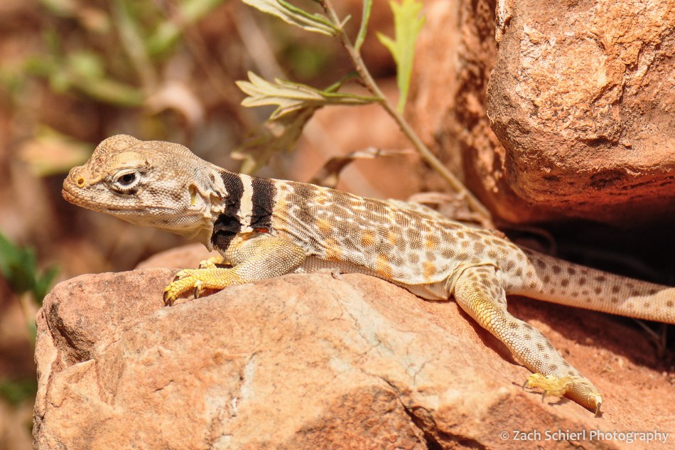 A tan lizard with brown and yellow spots and a thick black neck stripe rests on some rocks