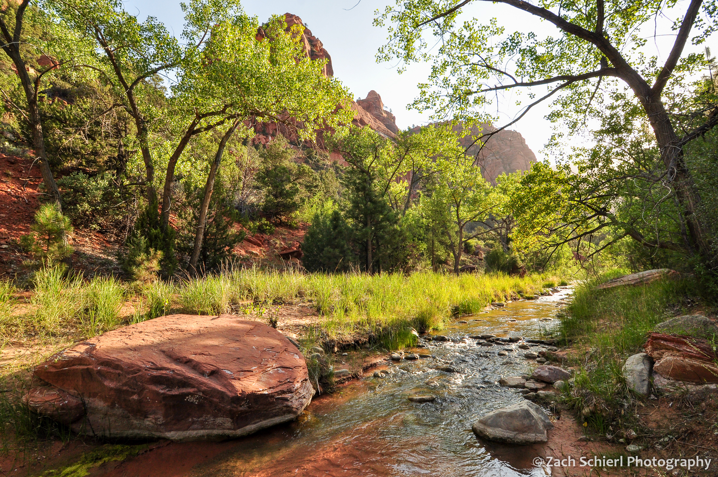 A small creek flows through a canopy of green cottonwood trees with cliffs of red rock in the background