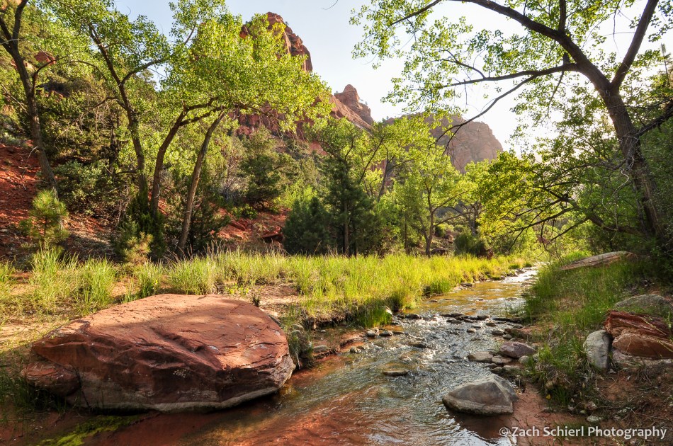 A small creek flows through a canopy of green cottonwood trees with cliffs of red rock in the background