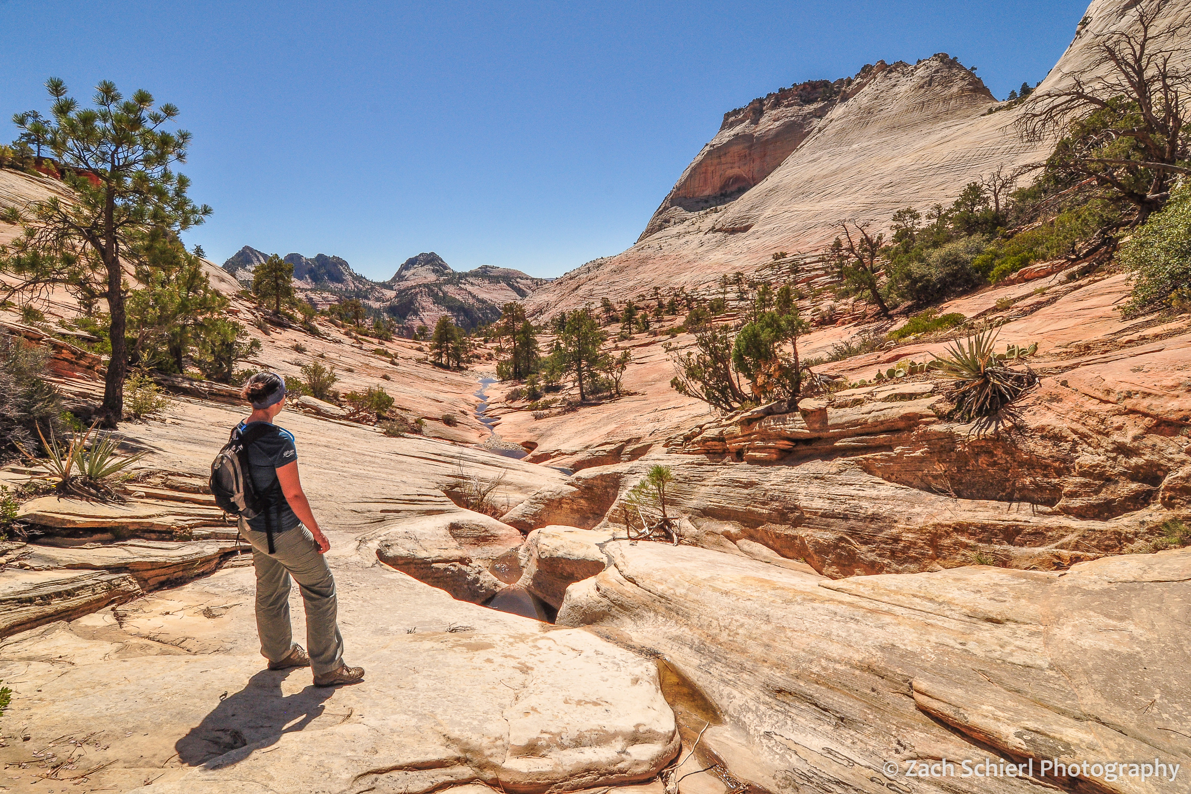 Vast expanses of white and tan rock dotted with small trees and shrubs