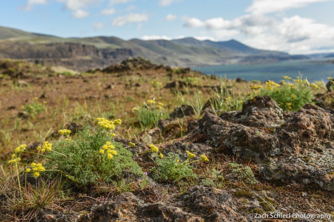 A few clusters of small yellow flowers sit on a rock with a river and gorge in the background. 