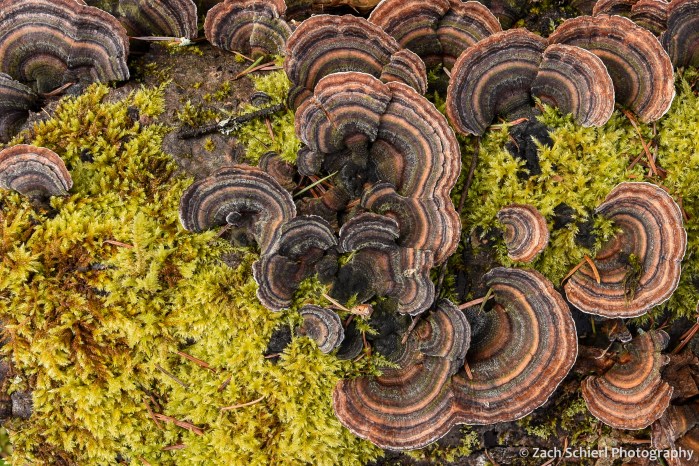 Fungus and moss grows on a rotten log on the forest floor