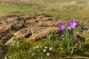 A cluster of bright pink flowers in a grassy field next to a rock.