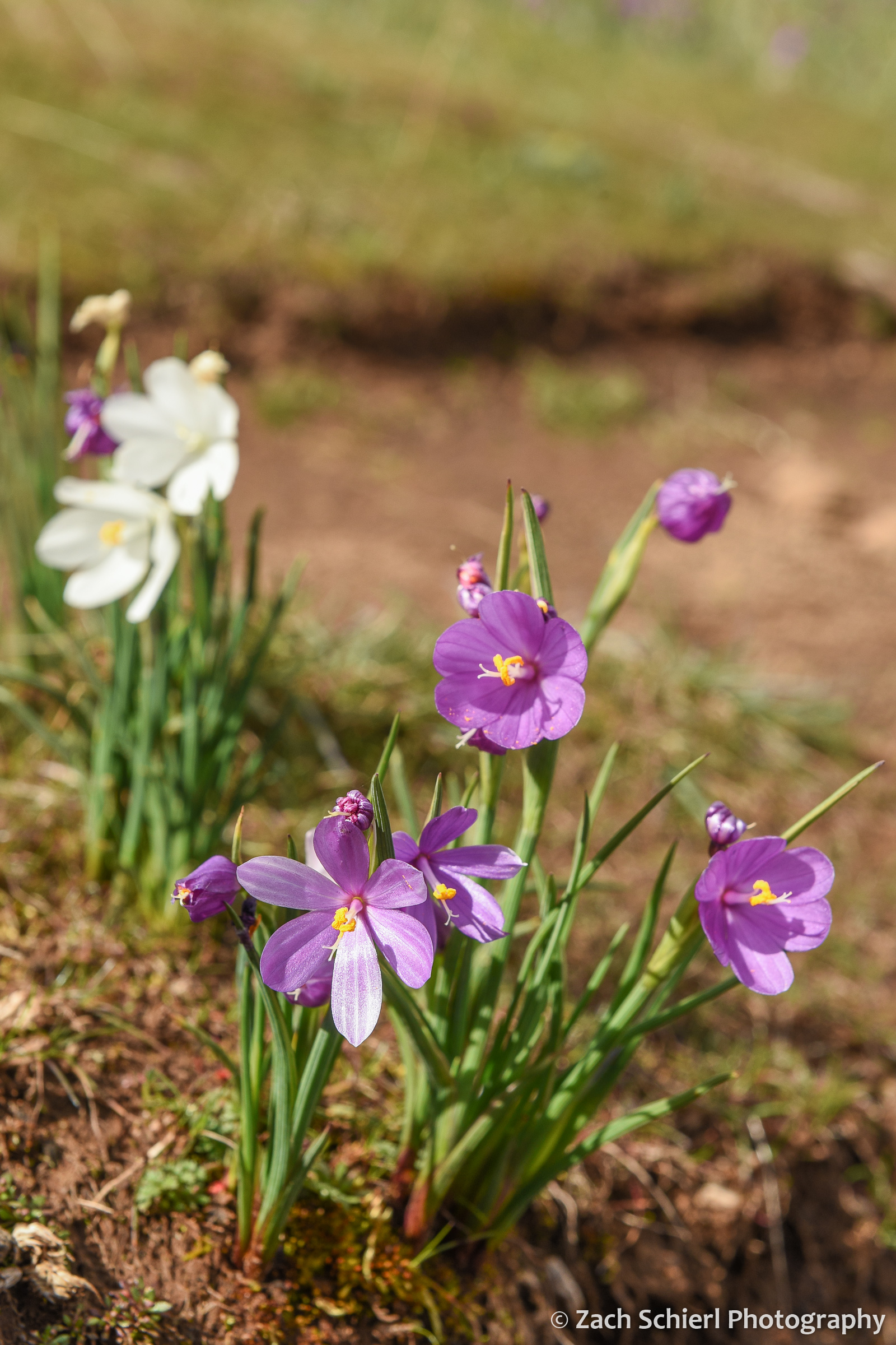 A cluster of bright pink flowers in the middle of a hiking trail.
