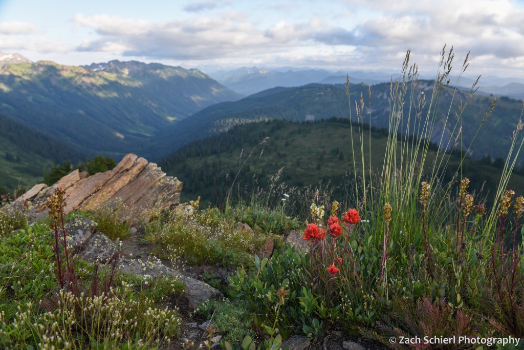 A variey of wildflowers on a ridge looking down into the valley of the Little Wenatchee River.