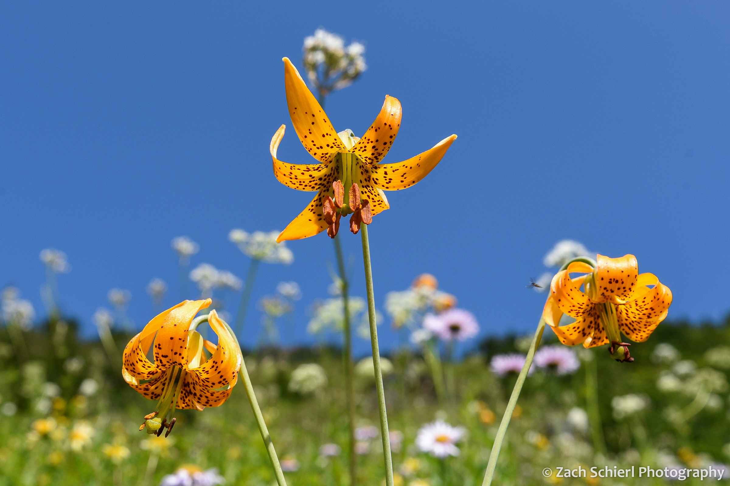 A trio of yellow flowers with brown spots against a blue sky
