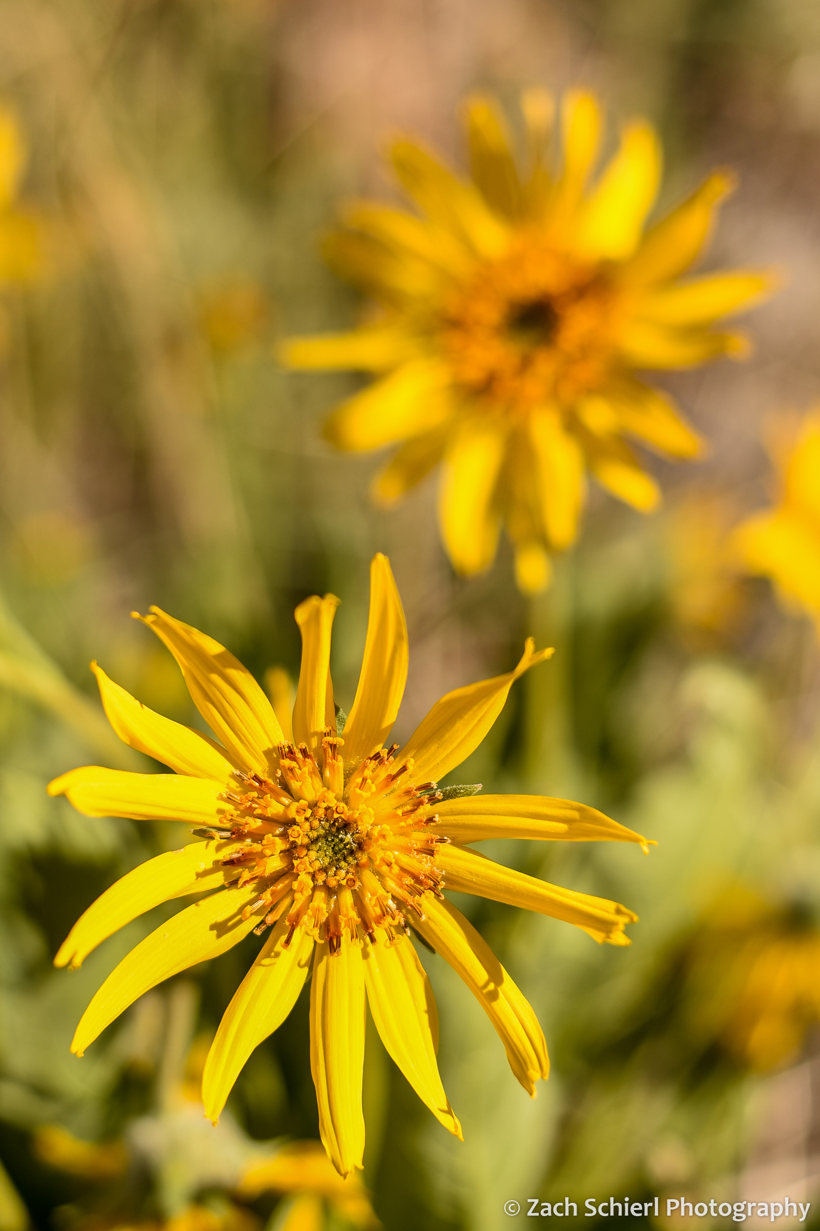 Large yellow flowers in the sunshine