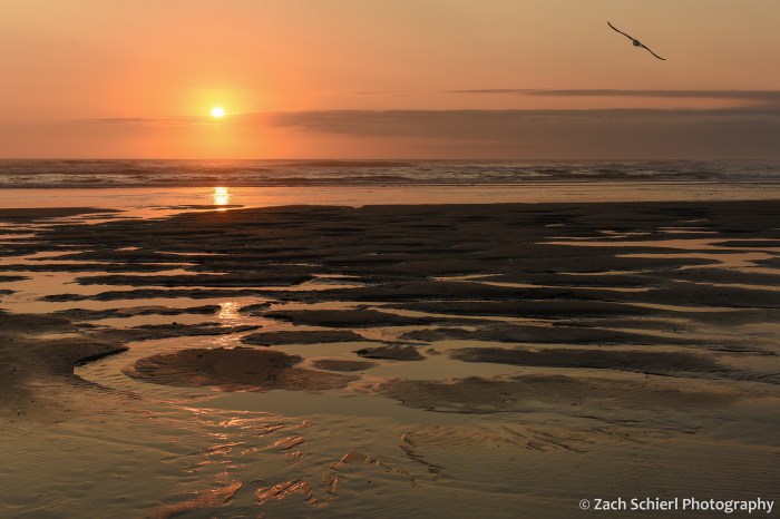 A red and orage sky at sunset is reflected in pools of water along the beach as a bird soars overhead
