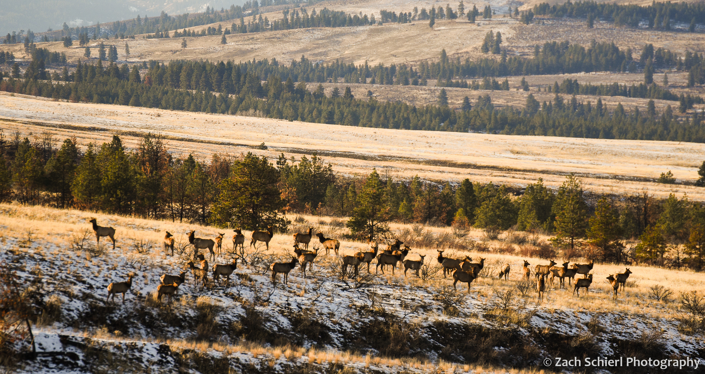 A herd of elk stand in a grassy forest