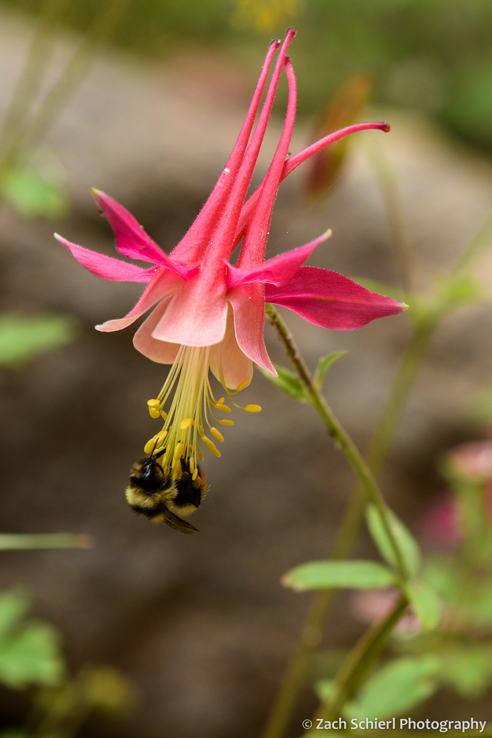 pink_columbine_bee