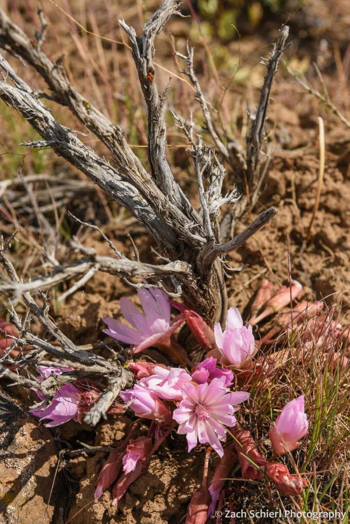 Cluster of bright pink wildflowers at the base of a scraggly woody plant