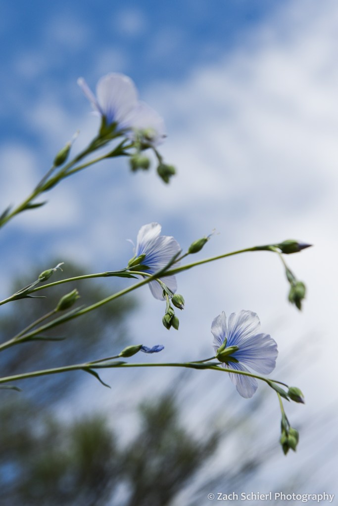 A trio of pale blue flowers nearly blend in against a partly cloudy sky
