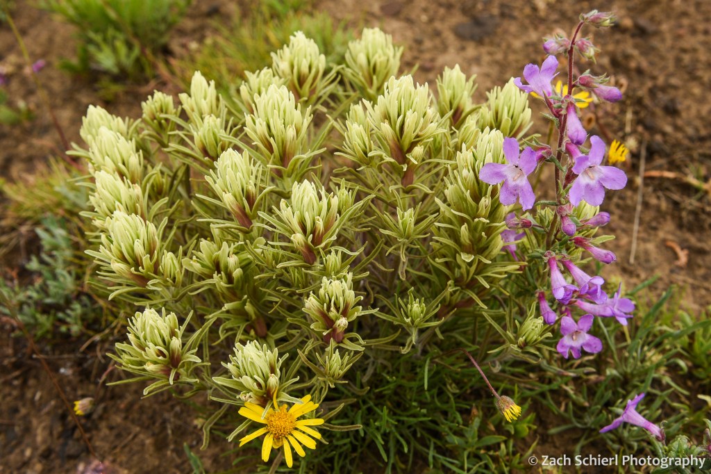 Cluster of cream white, purple, and yellow wildflowers