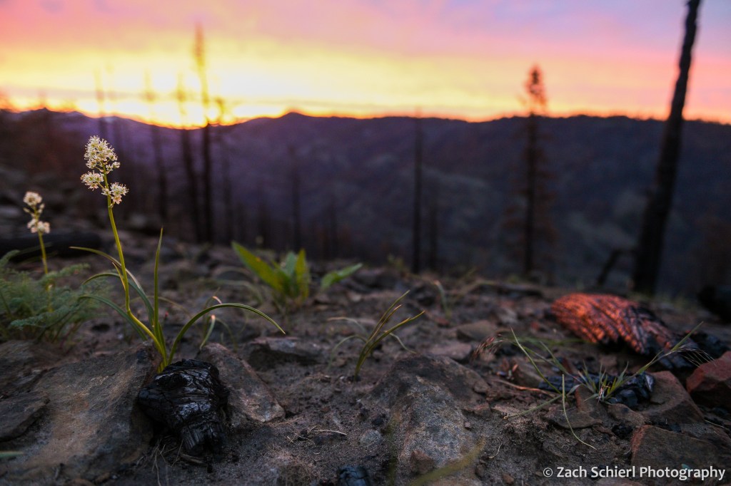Slender green stalks bearing tiny white flowers grow out of gray and black burned soil, with charcoal logs and an orange sunset sky in the background