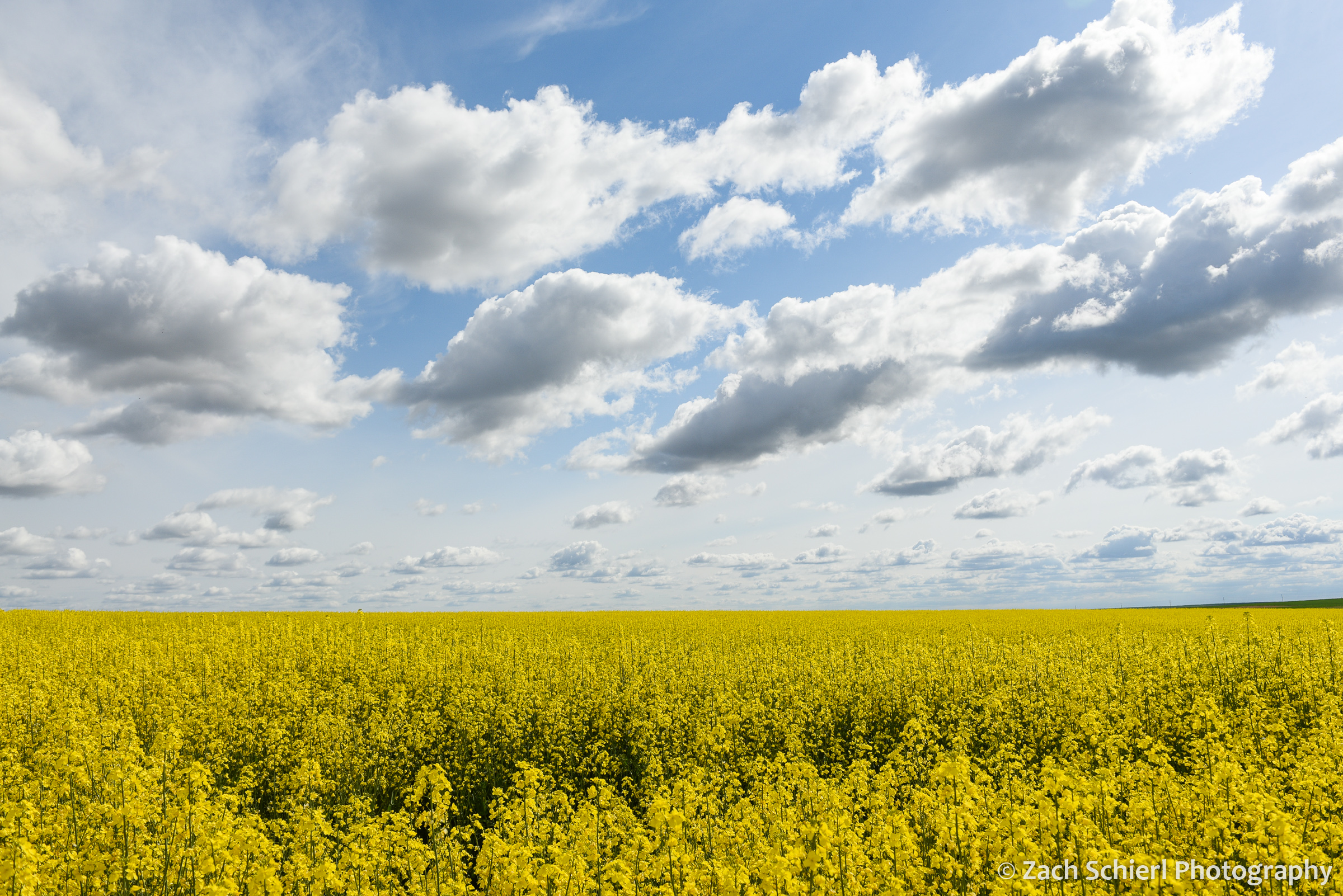 A sea of yellow canola flowers fills the landscape beneath a partly cloudy sky