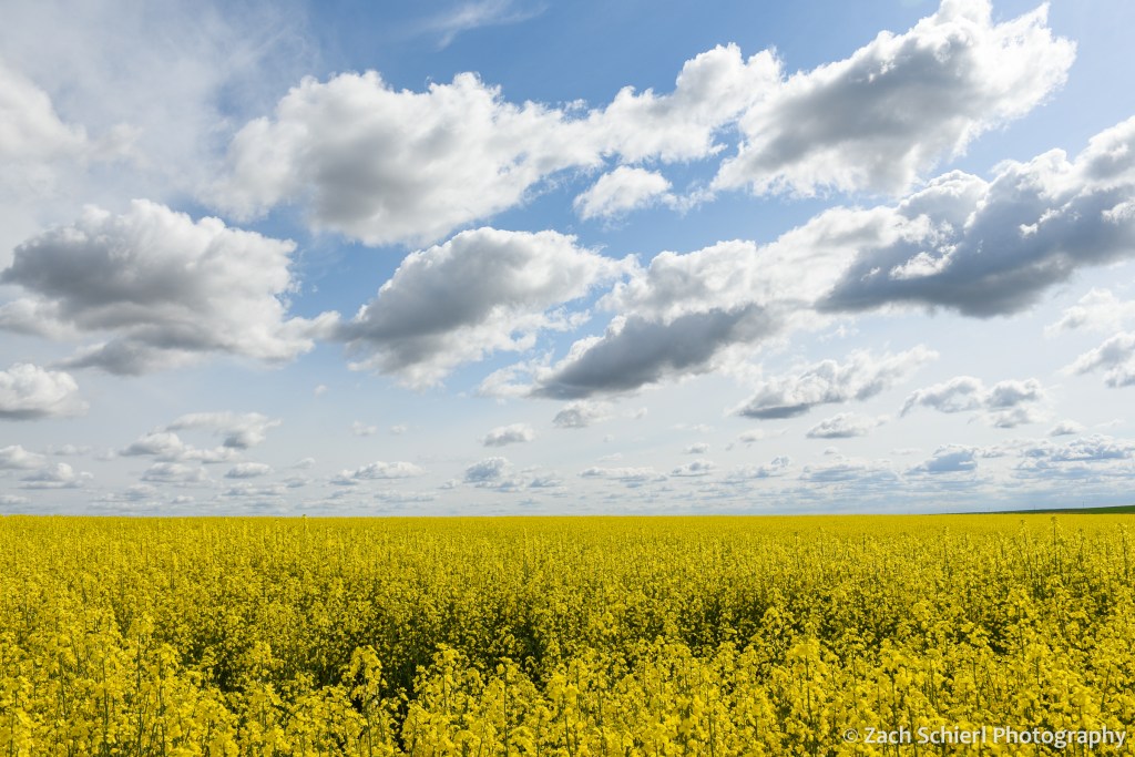 A sea of yellow canola flowers fills the landscape beneath a partly cloudy sky