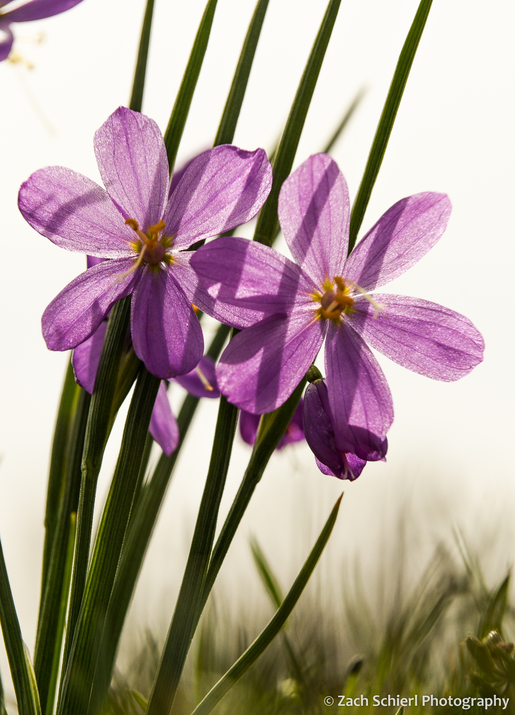 A cluster of pink wildflowers with sun shining through the petals