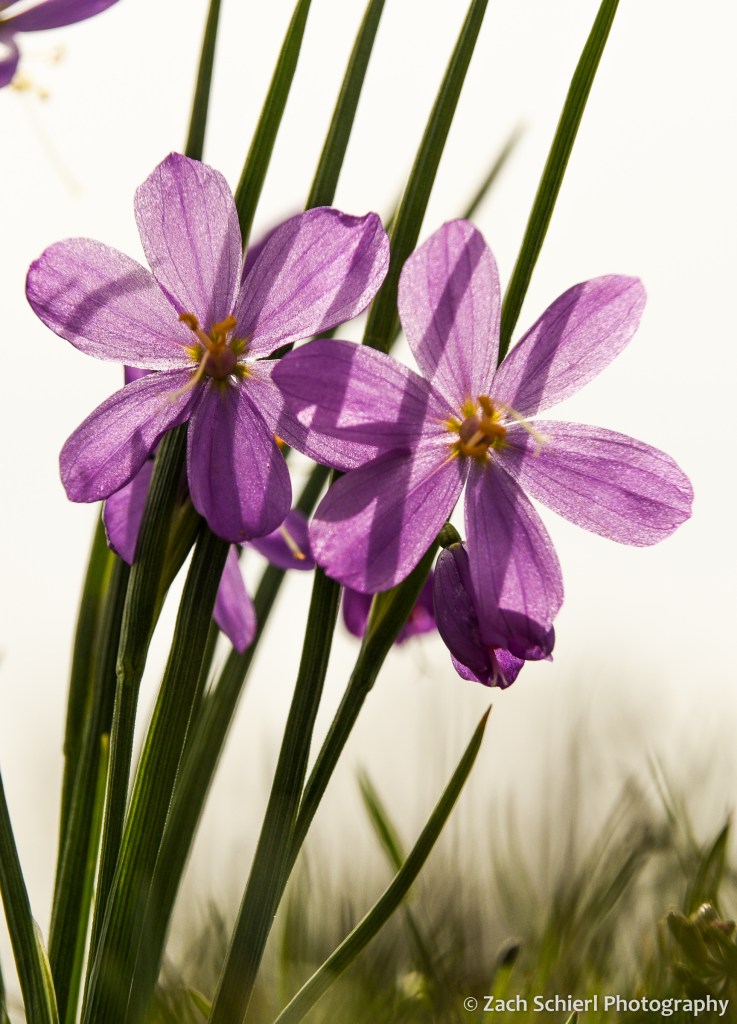 A cluster of pink wildflowers with sun shining through the petals