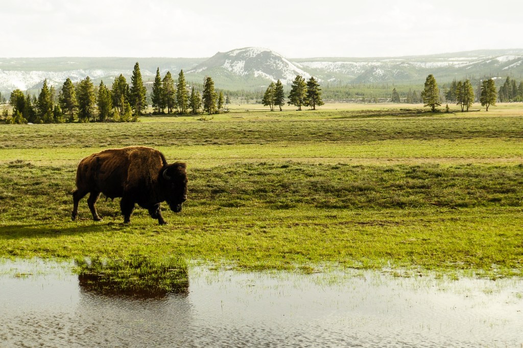 Bison walking in front of shallow pond