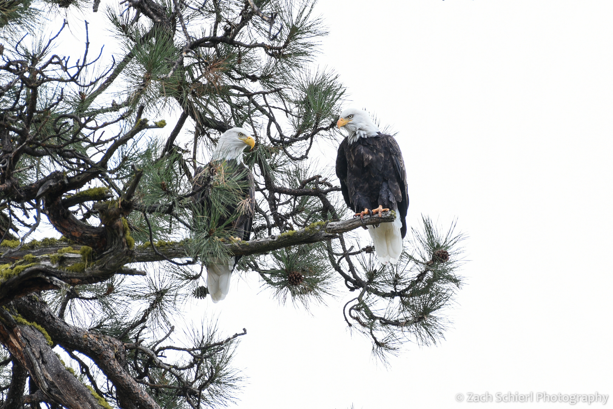 Two large birds with brown bodies, white heads, and yellow beaks perch on a pine tree branch