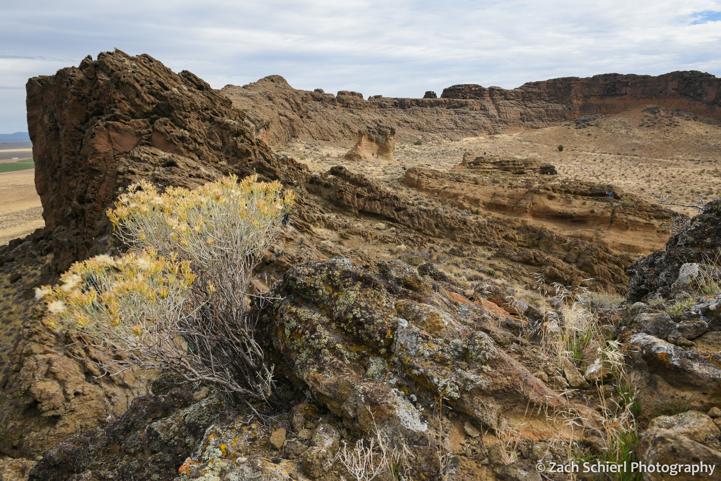 A scraggly bush with yellow flowers sticks out of a brown rocky outcrop with cliffs of brown and orange rock in the background