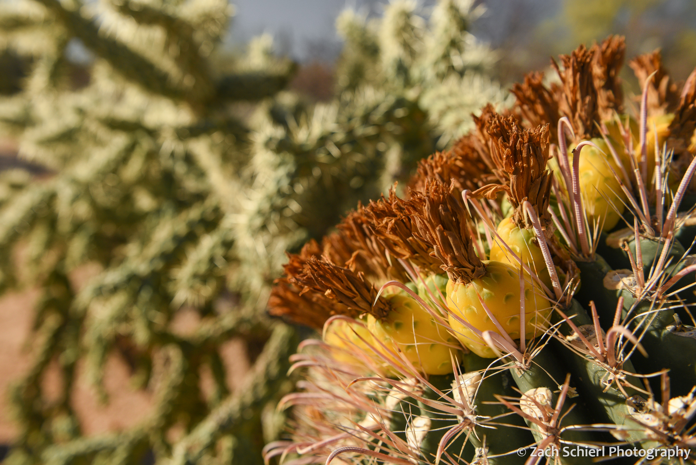 A stout cactus with long hook-shaped spines and bright yellow fruits ripening on top.