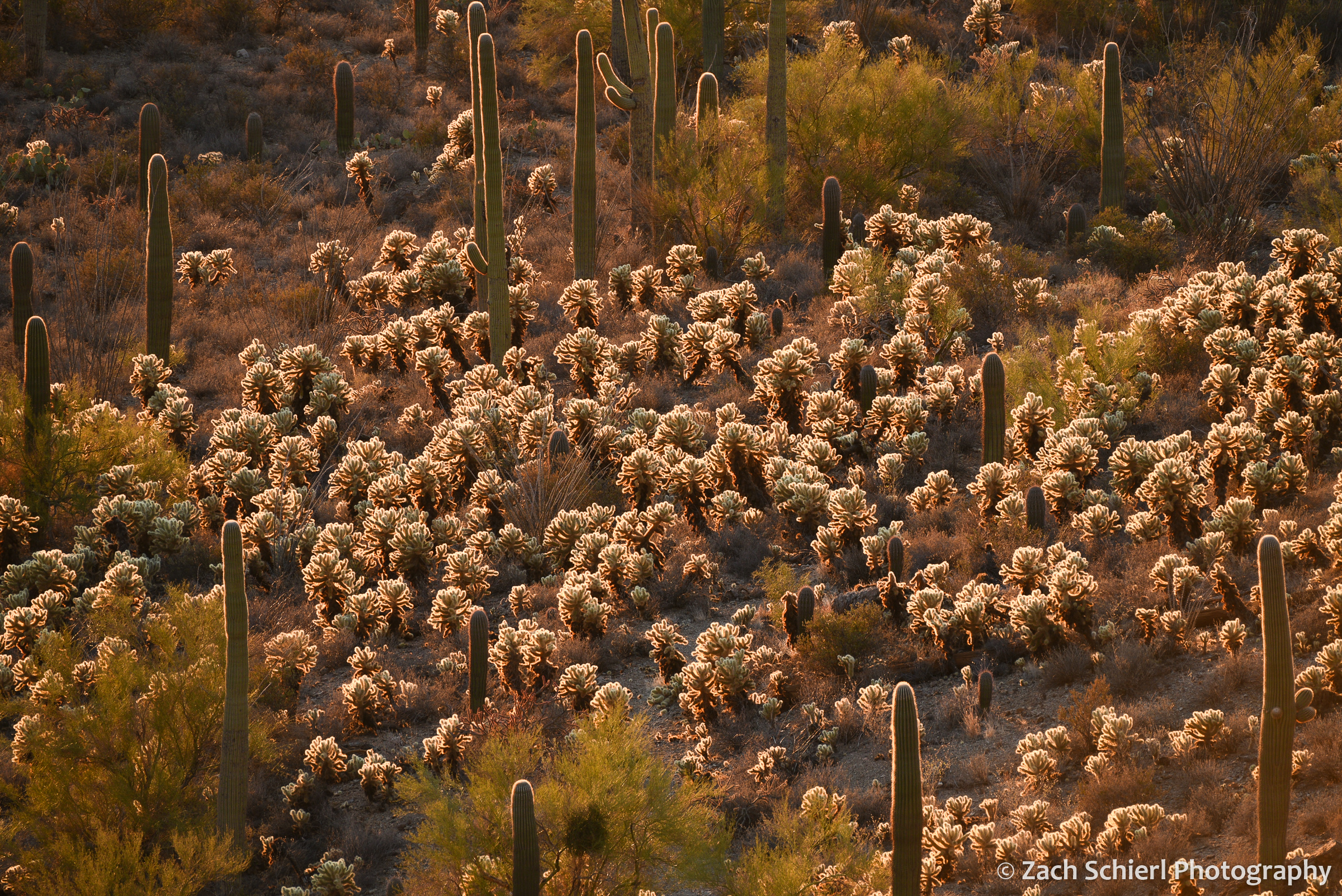 A cluster of cactus appear to be glowing at the setting sun illuminates their many spines