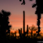The silhouette of several spiny desert plants are superimposed on an orange and pink sunset sky