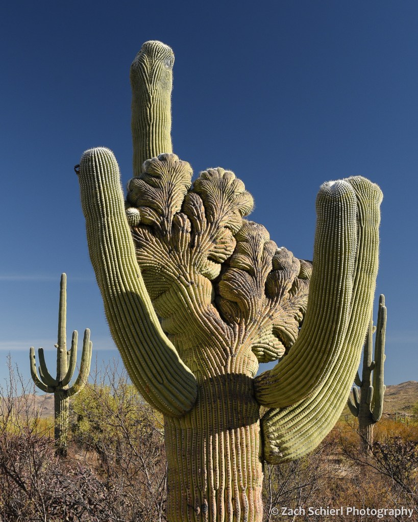 An unusual shaped saguaro cactus in which one of the arms has developed a fan-shaped growing stem