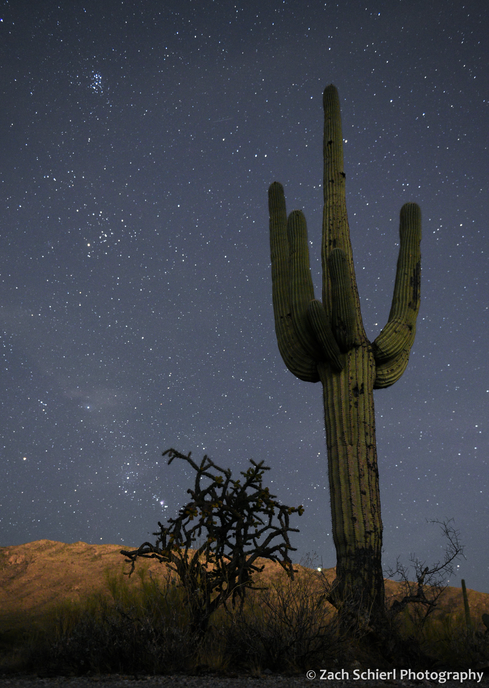 Stars and constellations rise over a dimly illuminated mountain range with a saguaro and cholla cactus in the foreground