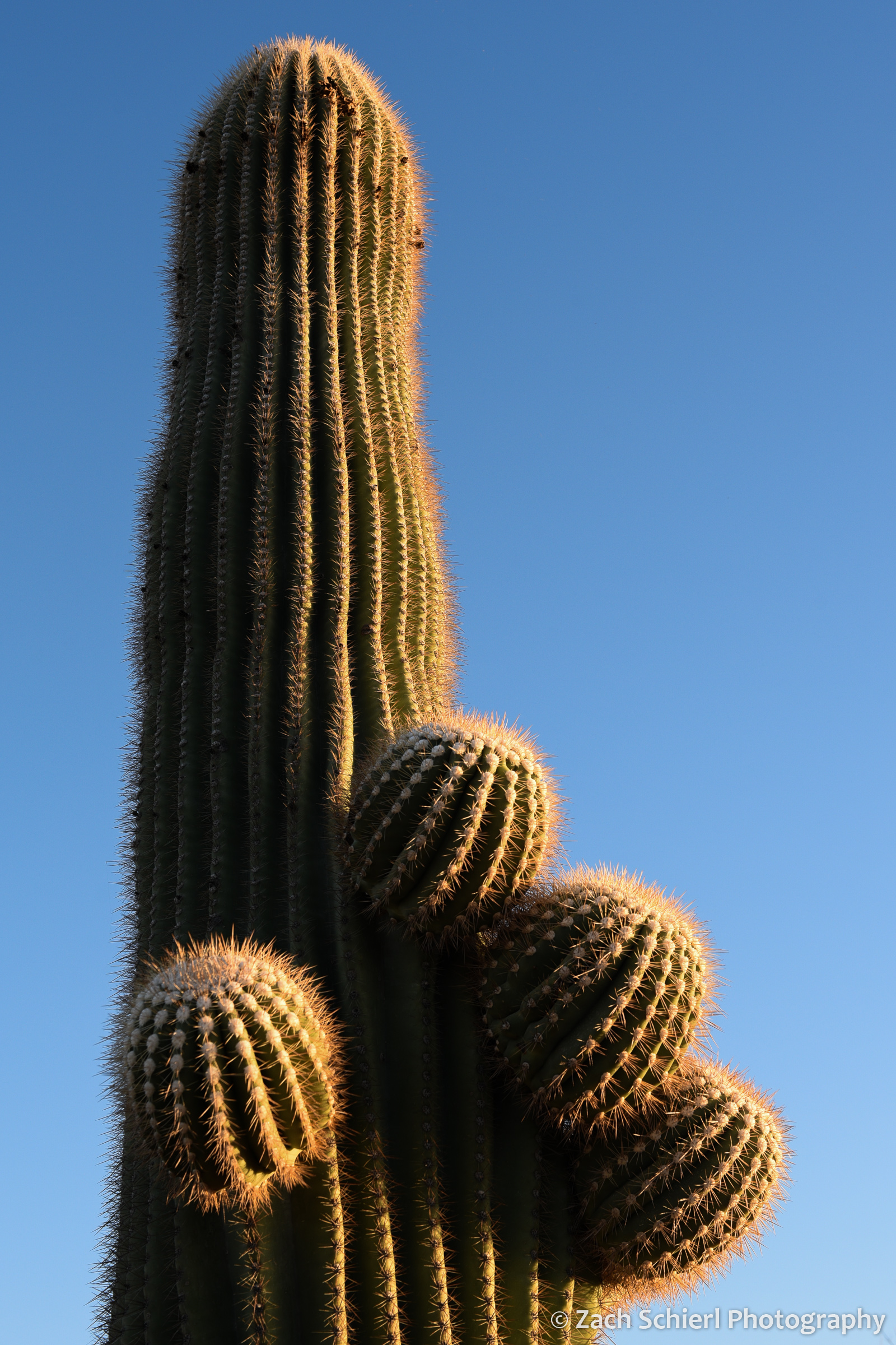 A tall spiny saguaro cactus with several short, stubby arms emerging.