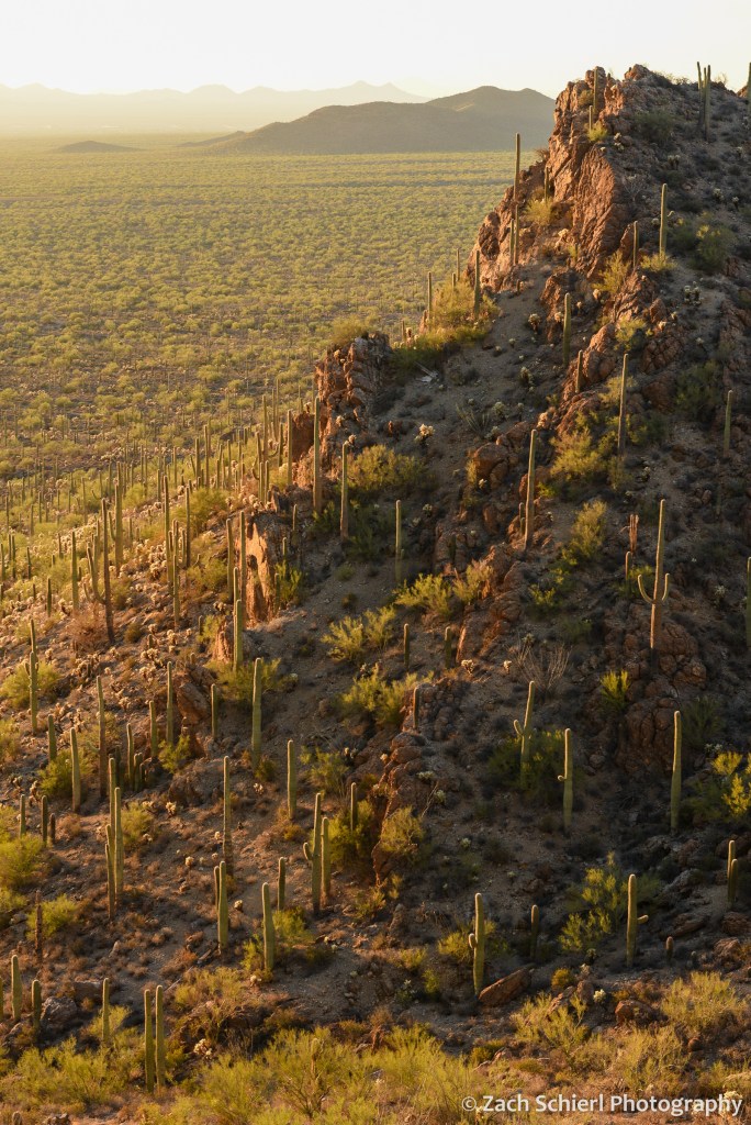 A rocky desert landscape with many cacti and other desert plants