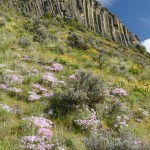 A riot of multi-colored wildflowers dot a sagebrush slope below a cliff of dark grey rock segmented into columns.